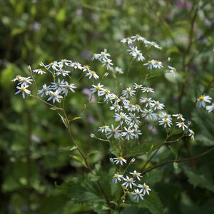 IMG_0913