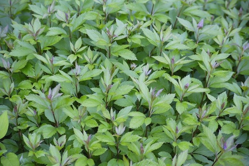 植物と人とを共に大切にする個性溢れる園芸店を横浜で展開
